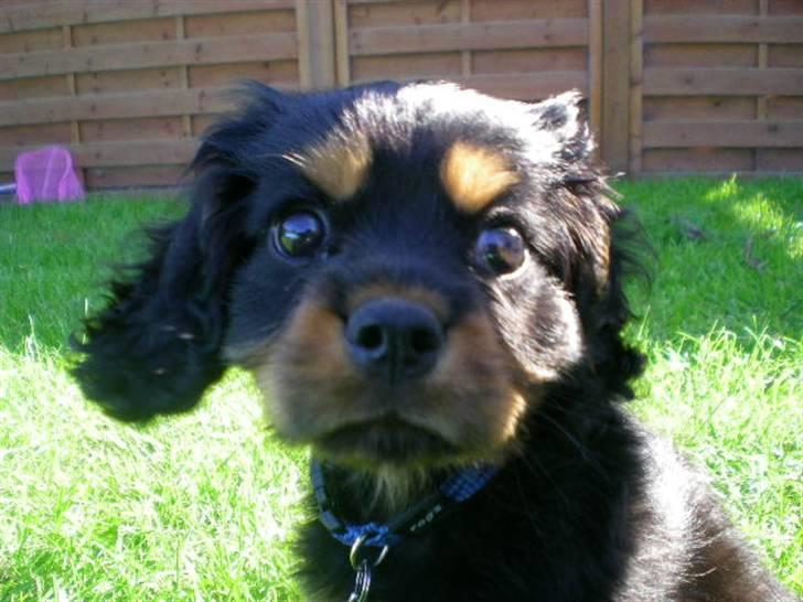 Cavalier king charles spaniel Cavolines Balou billede 10