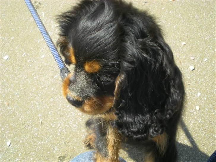 Cavalier king charles spaniel Cavolines Balou - Balou´s første strandtur.. billede 11