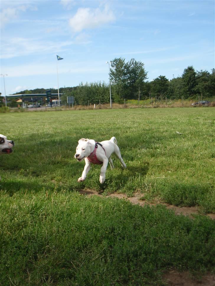 Amerikansk bulldog Malou billede 5