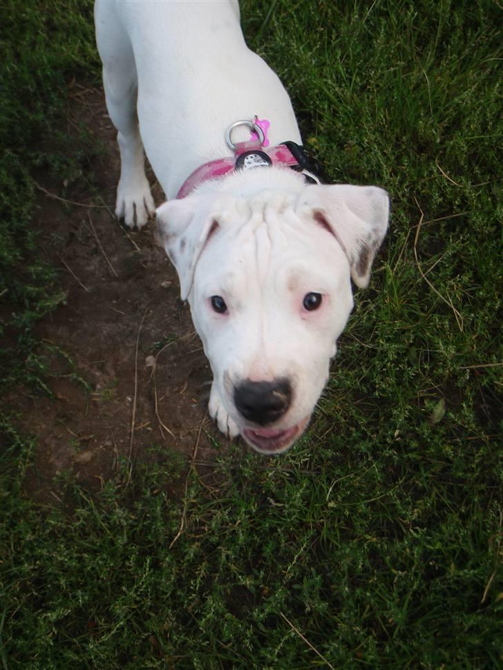 Amerikansk bulldog Malou billede 6