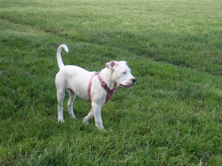 Amerikansk bulldog Malou billede 7