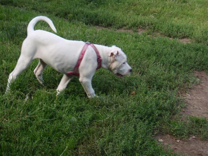 Amerikansk bulldog Malou billede 8