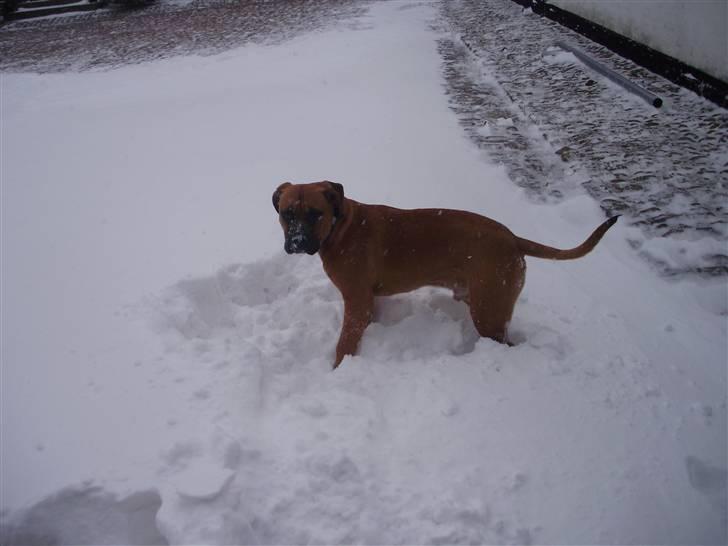 Blanding af racer Alonso billede 1