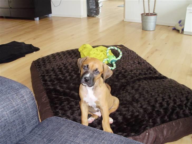 Blanding af racer Alonso billede 2