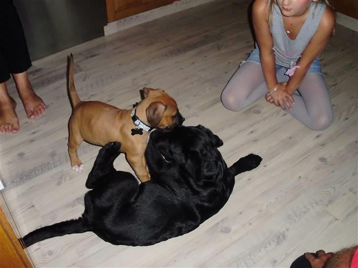 Blanding af racer Alonso - Alonso og Rico billede 4