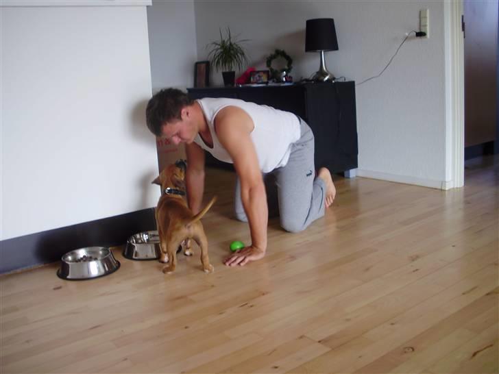 Blanding af racer Alonso billede 5