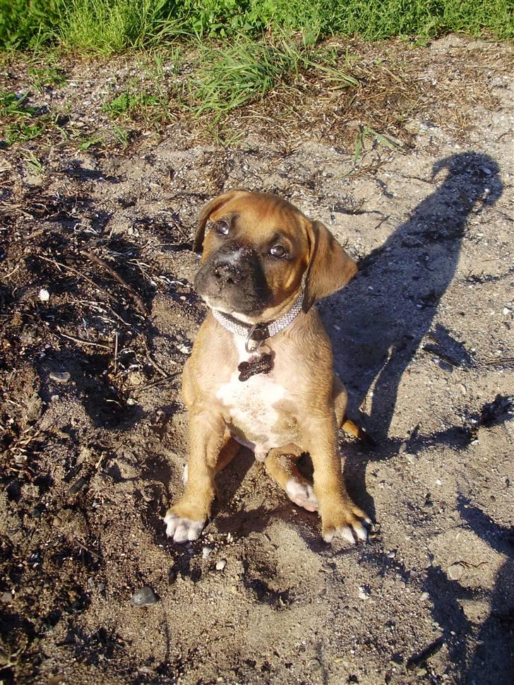 Blanding af racer Alonso billede 6