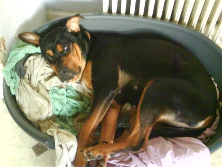 Rottweiler molly billede 6