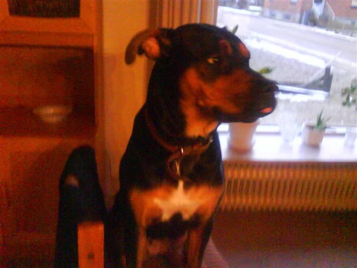 Rottweiler molly billede 7