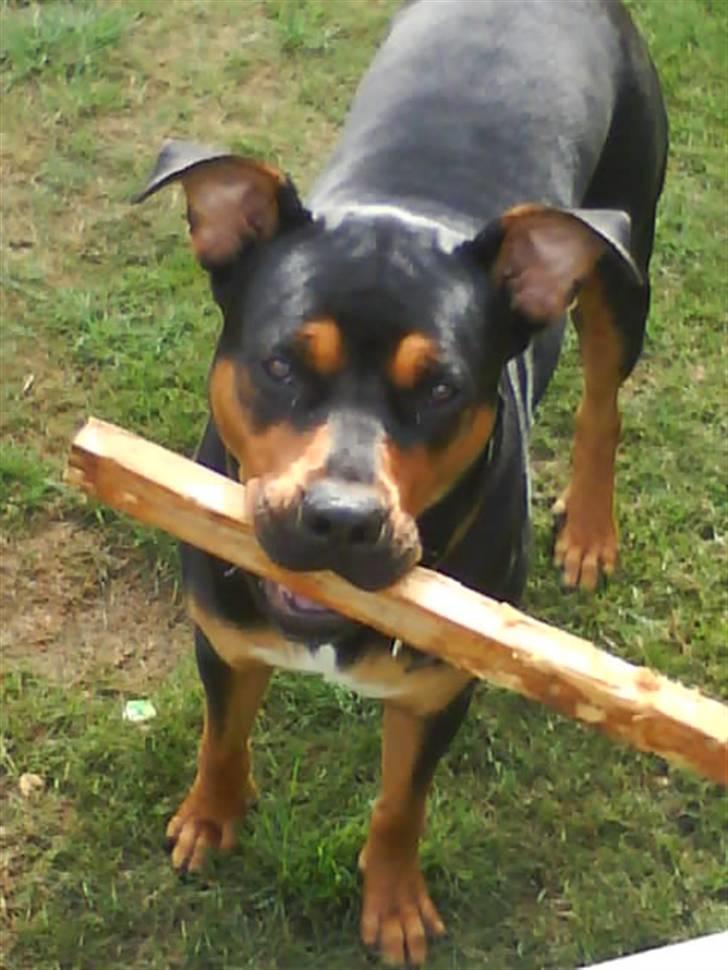 Rottweiler molly billede 8