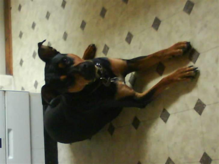 Rottweiler molly billede 9