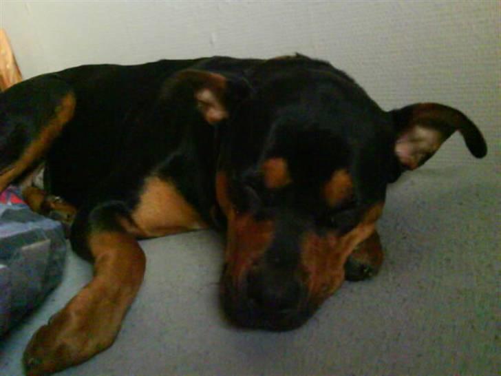 Rottweiler molly billede 10