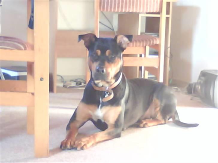 Rottweiler molly billede 11