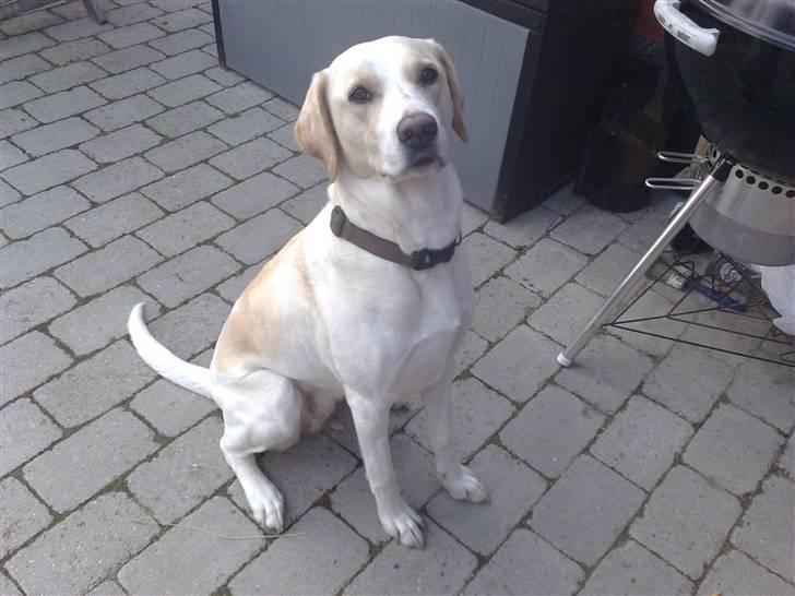 Blanding af racer Nala billede 16