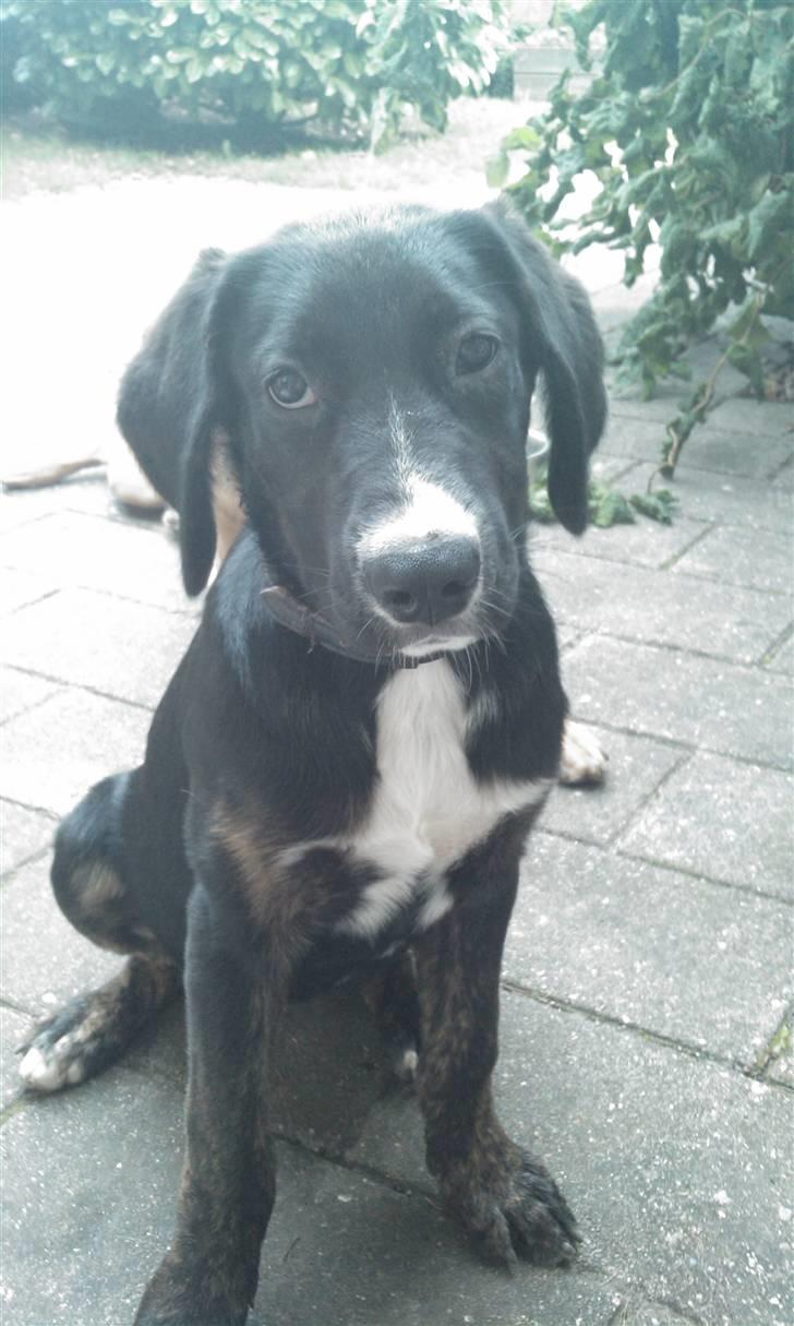 Blanding af racer Malibu solgt :,) billede 1