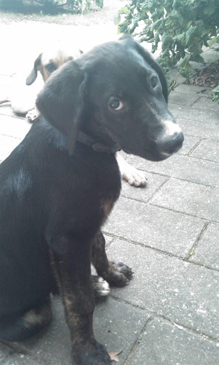 Blanding af racer Malibu solgt :,) billede 2