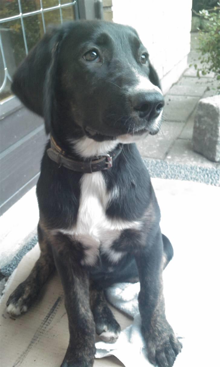 Blanding af racer Malibu solgt :,) billede 3