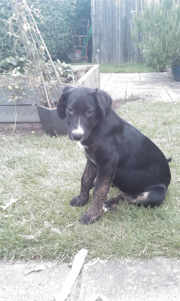 Blanding af racer Malibu solgt :,) billede 4