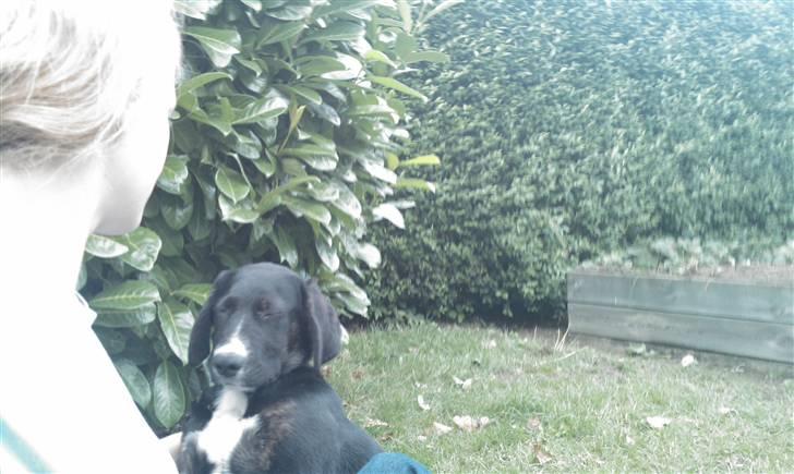 Blanding af racer Malibu solgt :,) billede 7