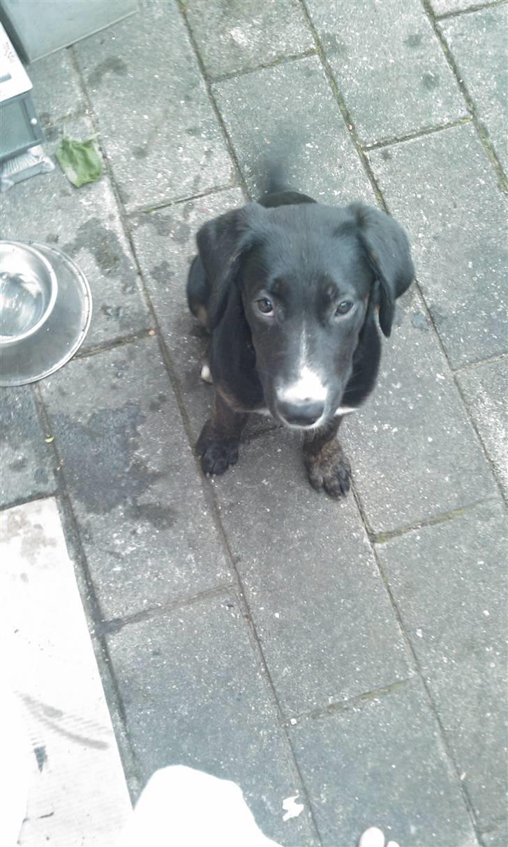 Blanding af racer Malibu solgt :,) billede 8