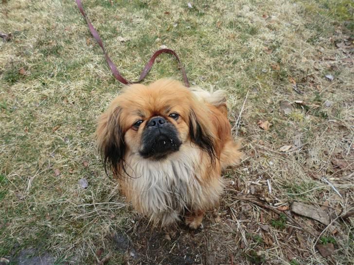 Pekingeser Charlie - Himmelhund 2020 - Charlie i det grønne ;o) billede 1