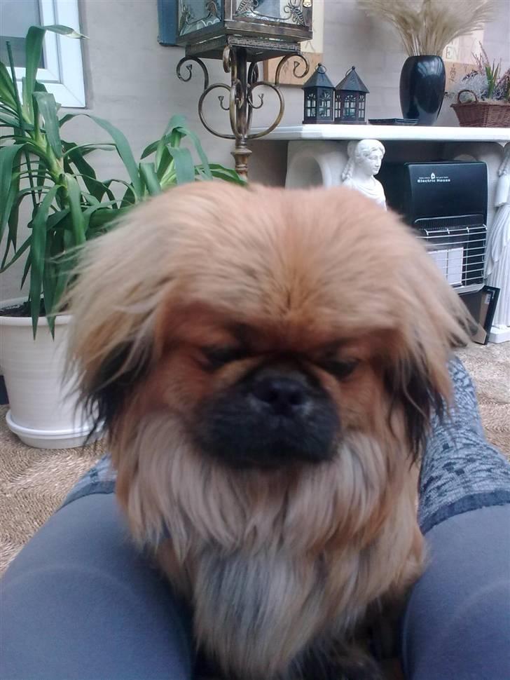 Pekingeser Charlie - Himmelhund 2020 - Spekulant... billede 2