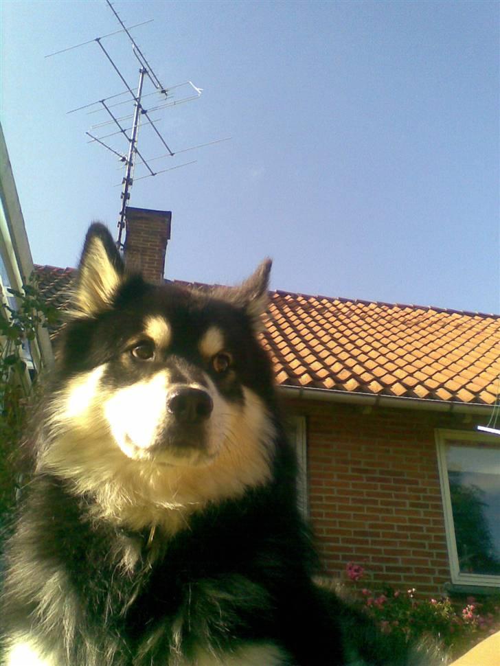 Finsk lapphund | Finda Davin Topper «3 billede 11
