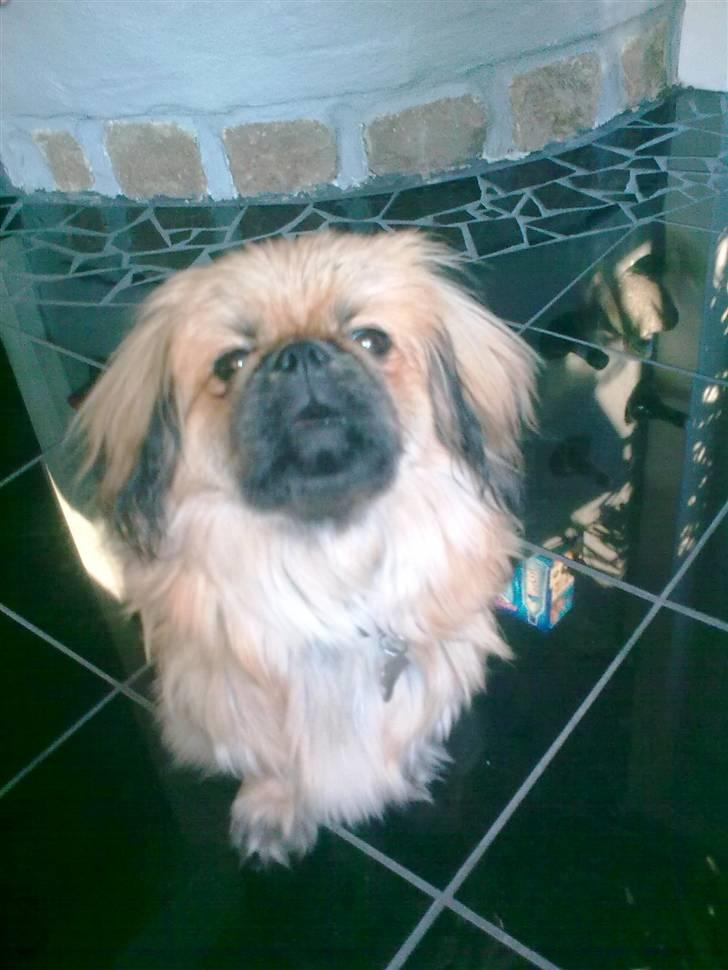 Pekingeser Charlie - Himmelhund 2020 - Charlie 8 mdr.  billede 3