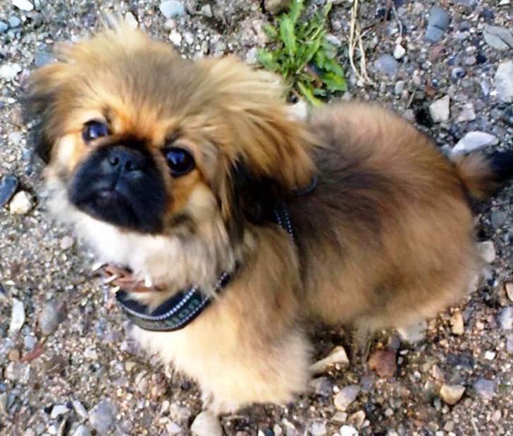 Pekingeser Charlie - Himmelhund 2020 - En tur i skoven billede 4