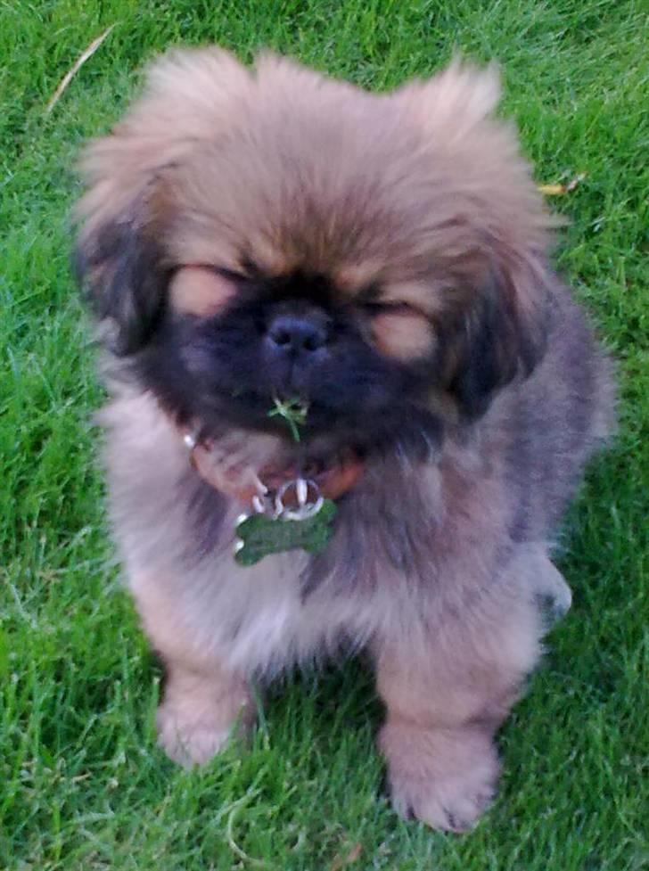 Pekingeser Charlie - Himmelhund 2020 - 13 uger billede 5