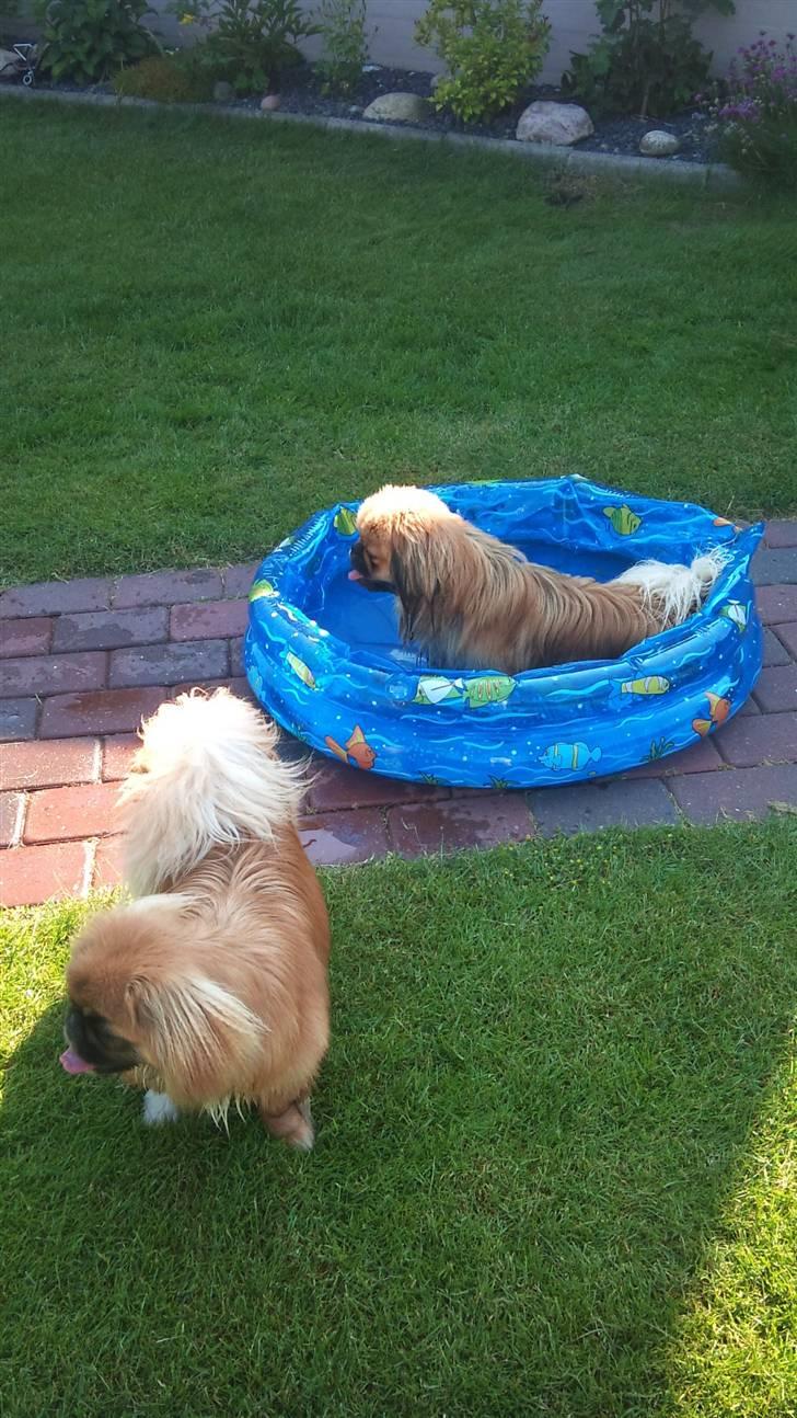 Pekingeser Charlie - Himmelhund 2020 - Charlie i poolen med lillebror Pjævse ved siden af billede 6