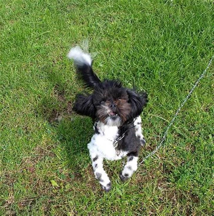 Shih tzu Rikke - Så er jeg nyklippet for at kunne holde ud til sommeren billede 7