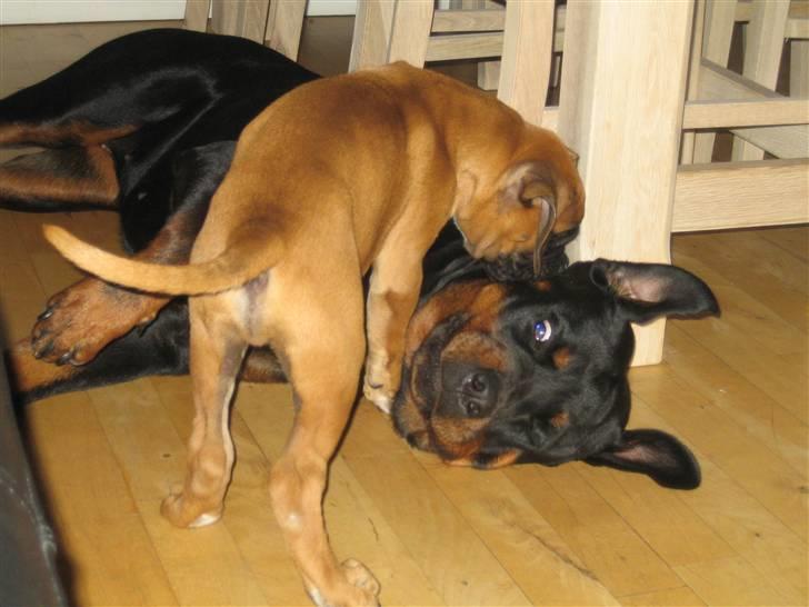 Boxer Rocko - 8uger så kom klupen hjem, her nedlægger han mit plejebarn Ss billede 8