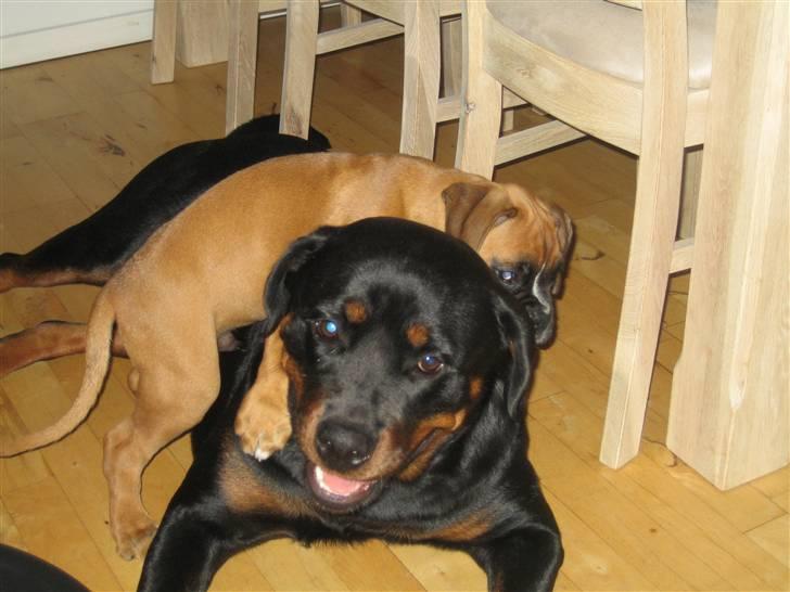 Boxer Rocko - 8uger Ja utroligt så meget tålmodighed Kira (rottweileren) har, hun er kun et år, men var så sød ved ham. billede 9