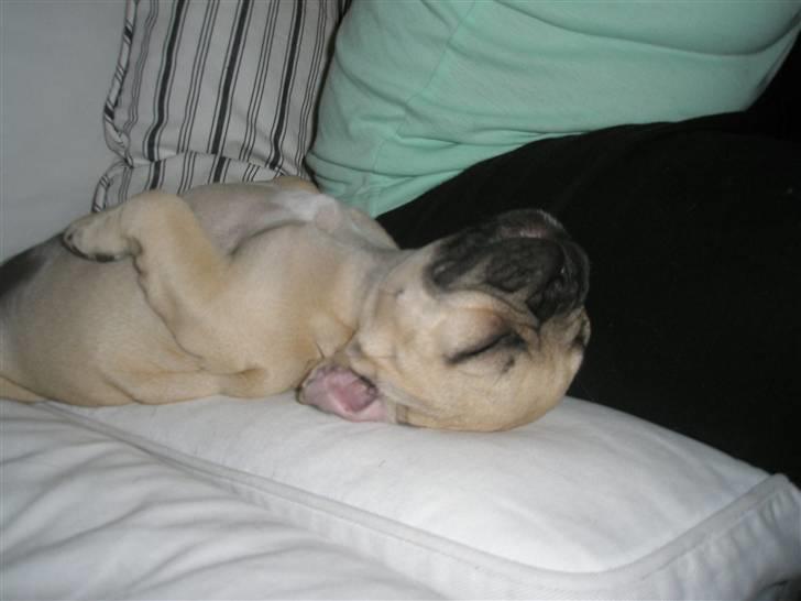 Fransk bulldog Elnora billede 1