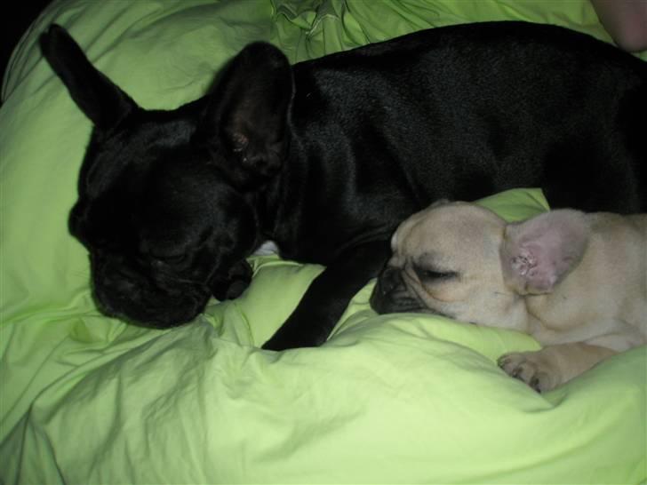 Fransk bulldog Elnora billede 2