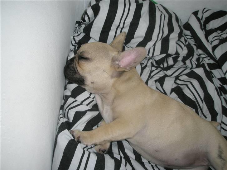 Fransk bulldog Elnora billede 3