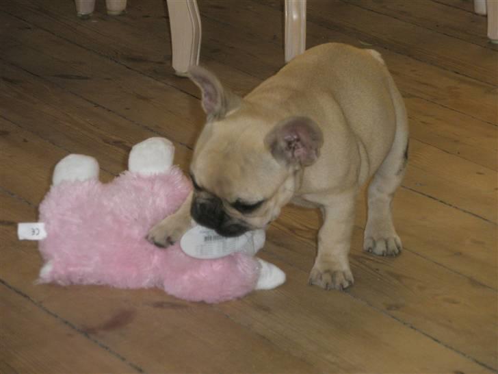 Fransk bulldog Elnora billede 4