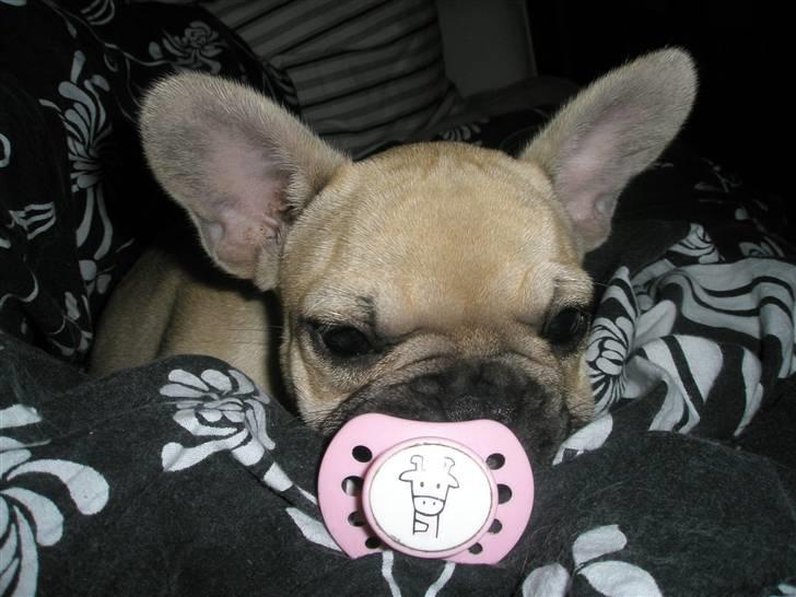 Fransk bulldog Elnora billede 5