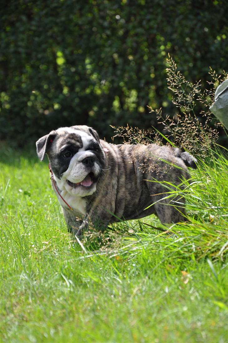 Engelsk bulldog Lollipop (Lolli) billede 2