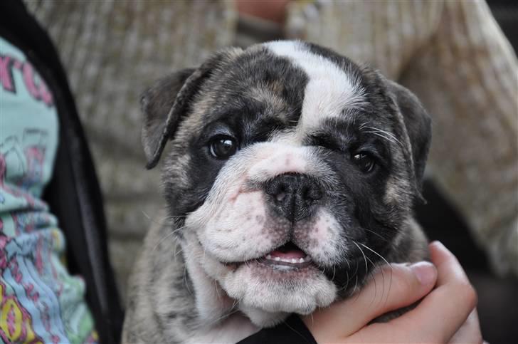 Engelsk bulldog Lollipop (Lolli) billede 3