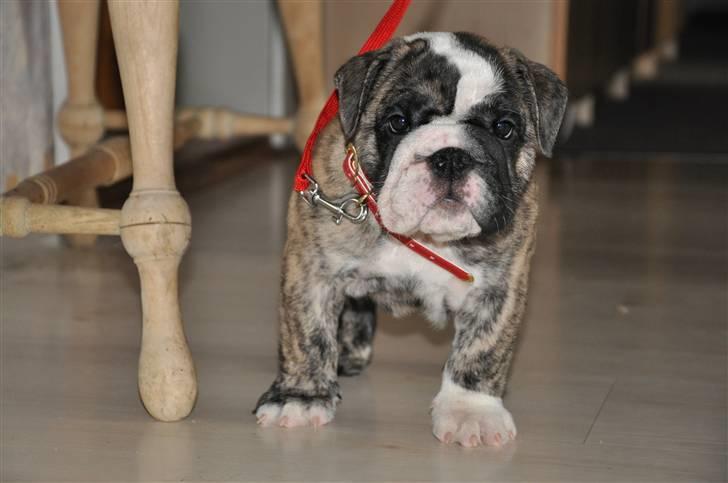 Engelsk bulldog Lollipop (Lolli) billede 4