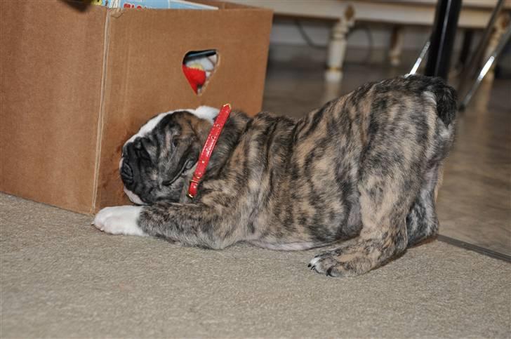 Engelsk bulldog Lollipop (Lolli) billede 5