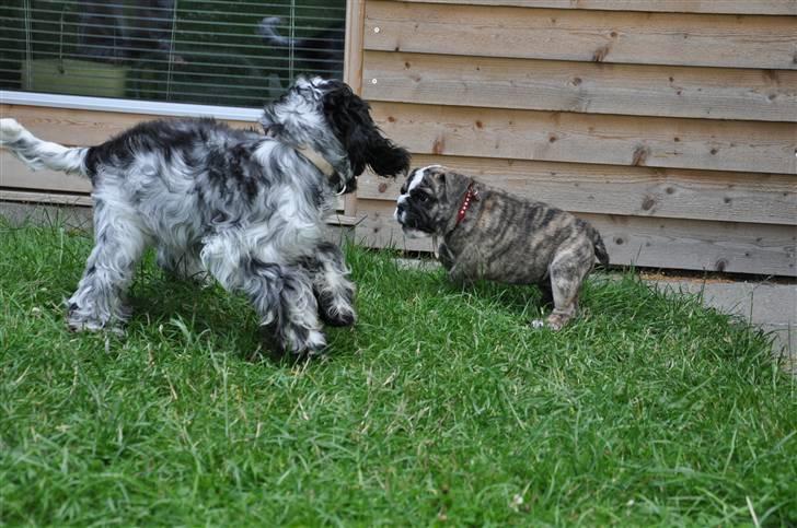 Engelsk bulldog Lollipop (Lolli) billede 6