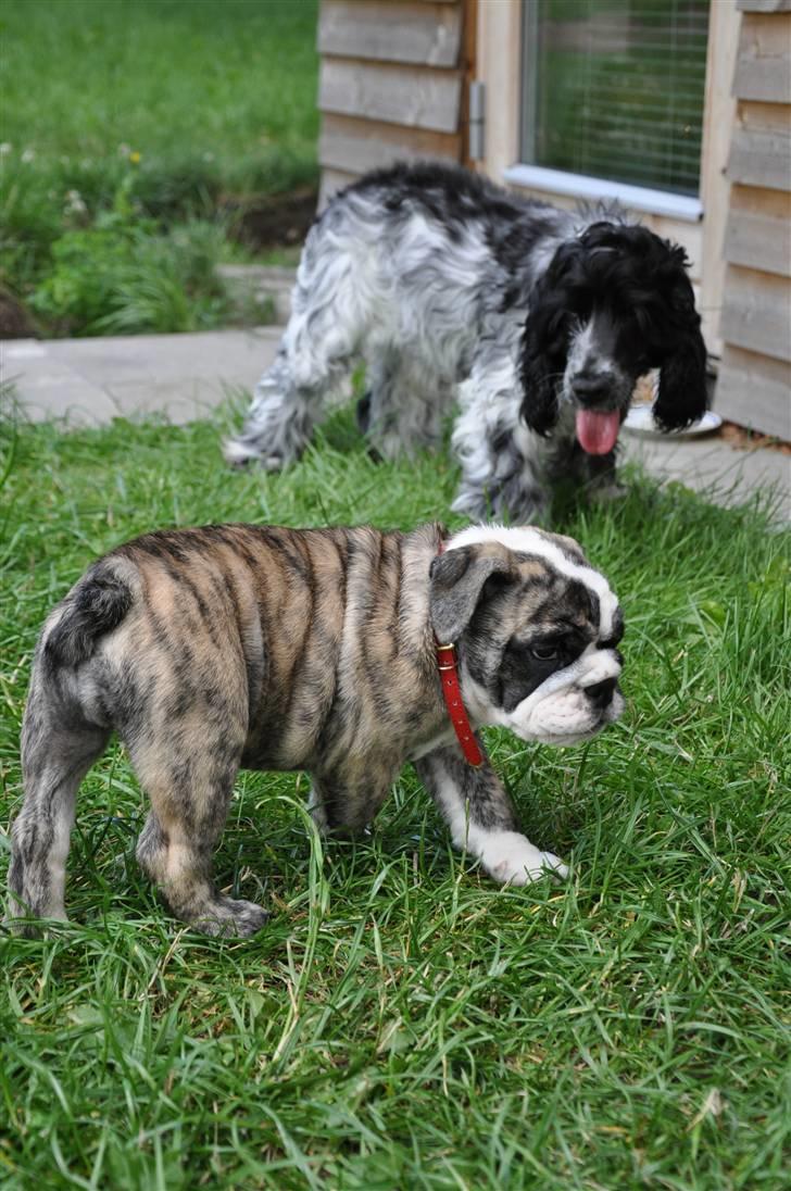 Engelsk bulldog Lollipop (Lolli) billede 7