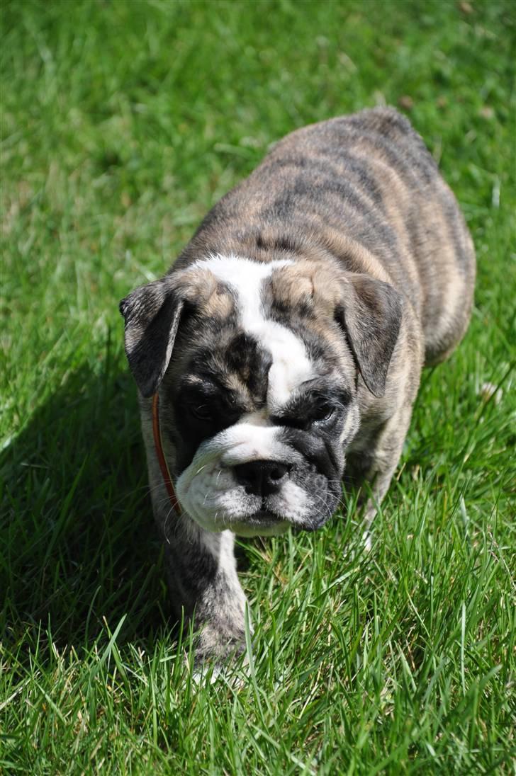 Engelsk bulldog Lollipop (Lolli) billede 8