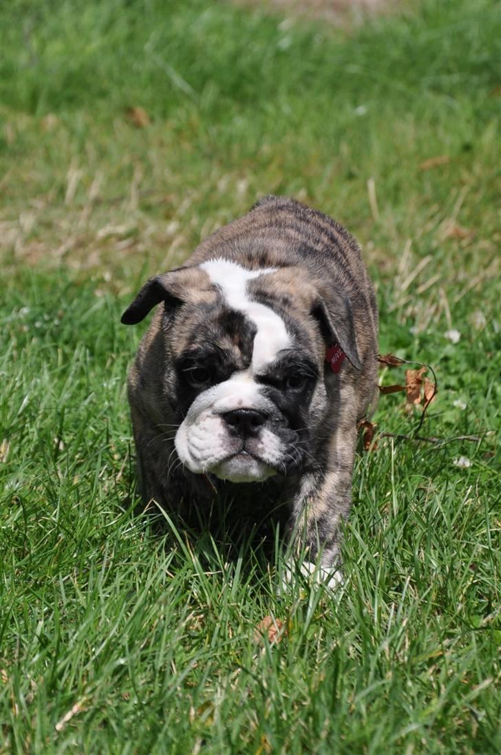 Engelsk bulldog Lollipop (Lolli) billede 9