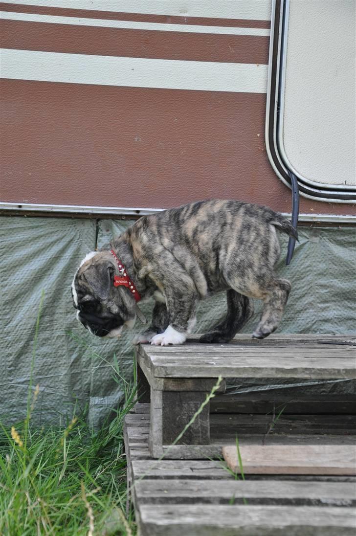 Engelsk bulldog Lollipop (Lolli) billede 10