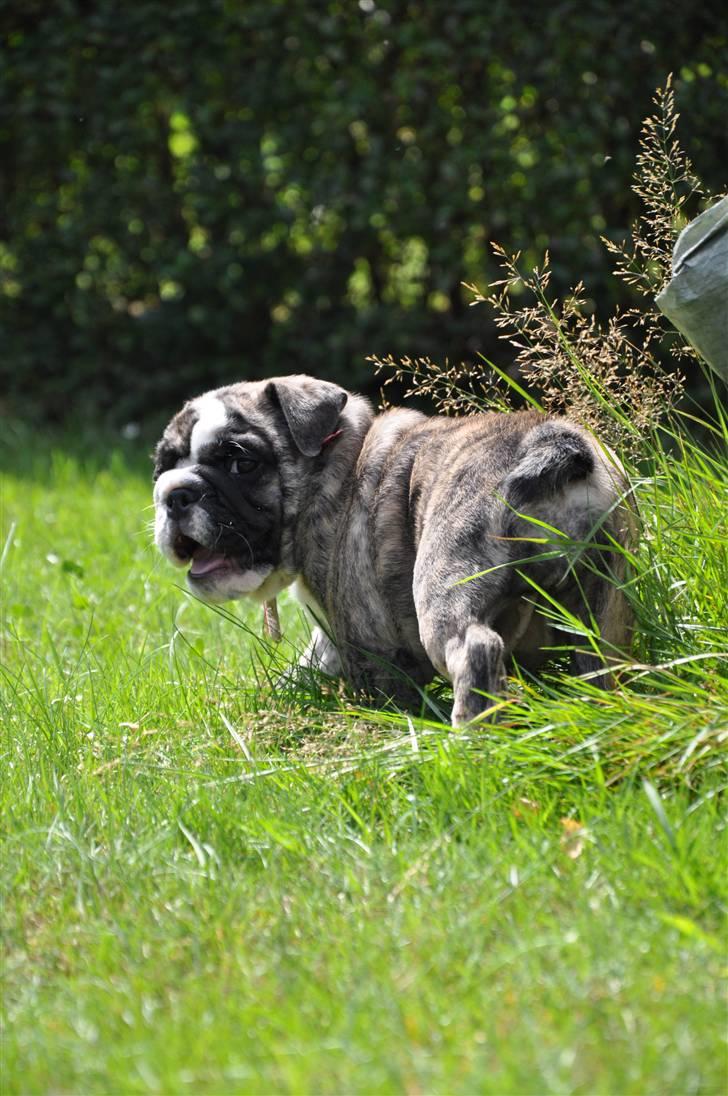 Engelsk bulldog Lollipop (Lolli) billede 11