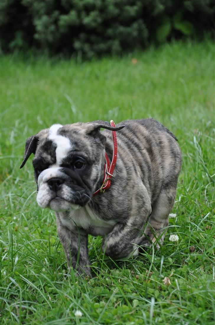 Engelsk bulldog Lollipop (Lolli) billede 12